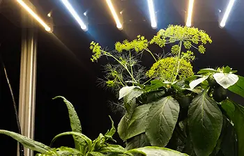 Oświetlenie Oświetlenie