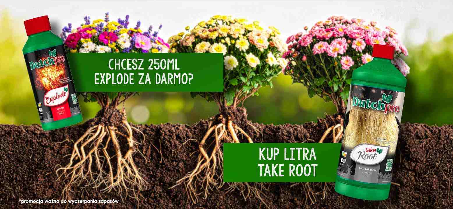 promocja gratis darmowe ducthpro explode take root darmo zestaw promopack