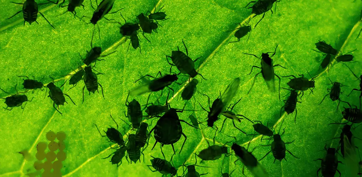 insekty robaki przędziorki rośliny szkodzą