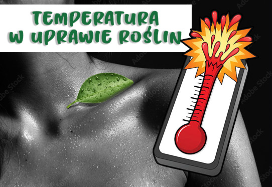 Temperatura w uprawie roślin