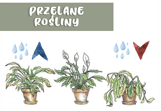 Przelane rośliny – jak je uratować?