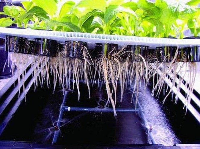  Propagator Nutriculture 20 sadzonek