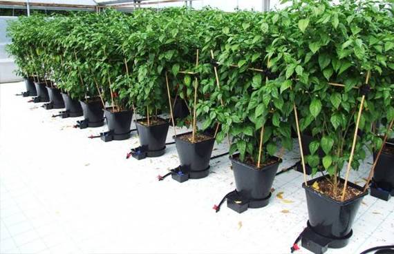 AutoPot  1Pot XL - 100 donica + 750L zbiornik elestyczny