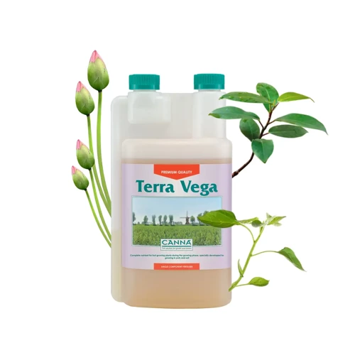 Canna Terra Vega - wzrost