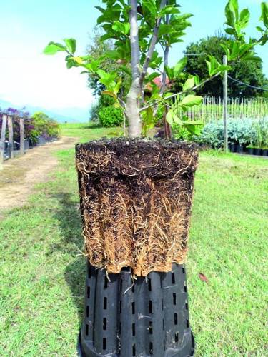 Doniczka Hercules Mega Roots 20L - Ø 33 x h29 cm