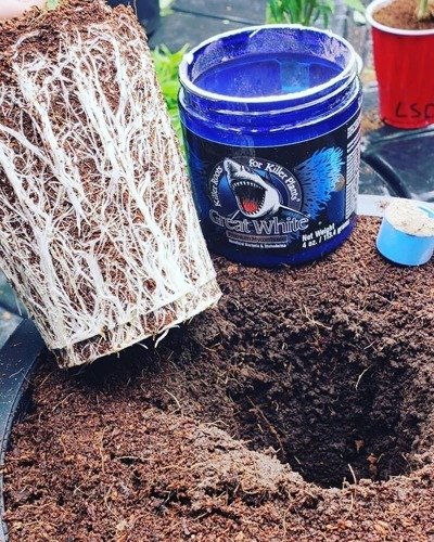 Plant Success Great White Premium Mycorrhizae - mikoryza w proszku 