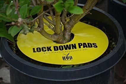 Pułapka owadobójcza LOCK DOWN PADS 15*15CM - 8SZ