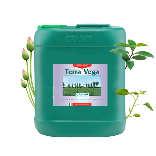 Canna Terra Vega - wzrost