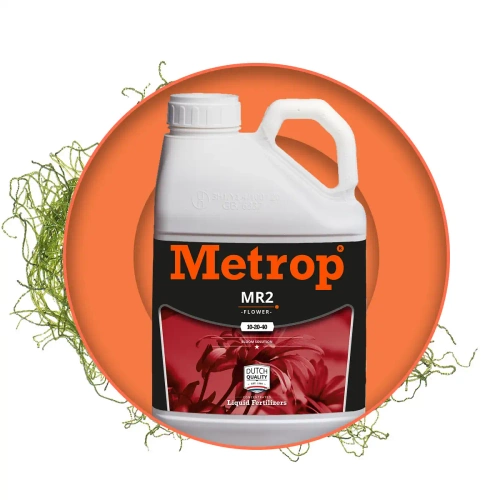 Metrop MR 2 Bloom - kwitnienie